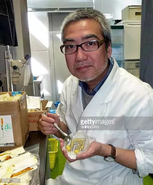 無腦亦有智慧 單細(xì)胞史萊姆走迷宮、規(guī)劃交通的真實(shí)奇跡